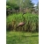 Żuraw rajski - wyprostowany  150 cm